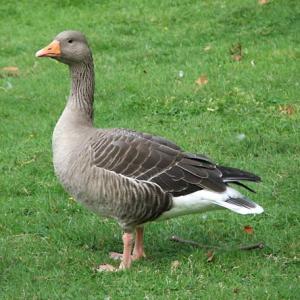 Greylag Goose