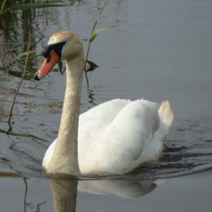 Mute Swan