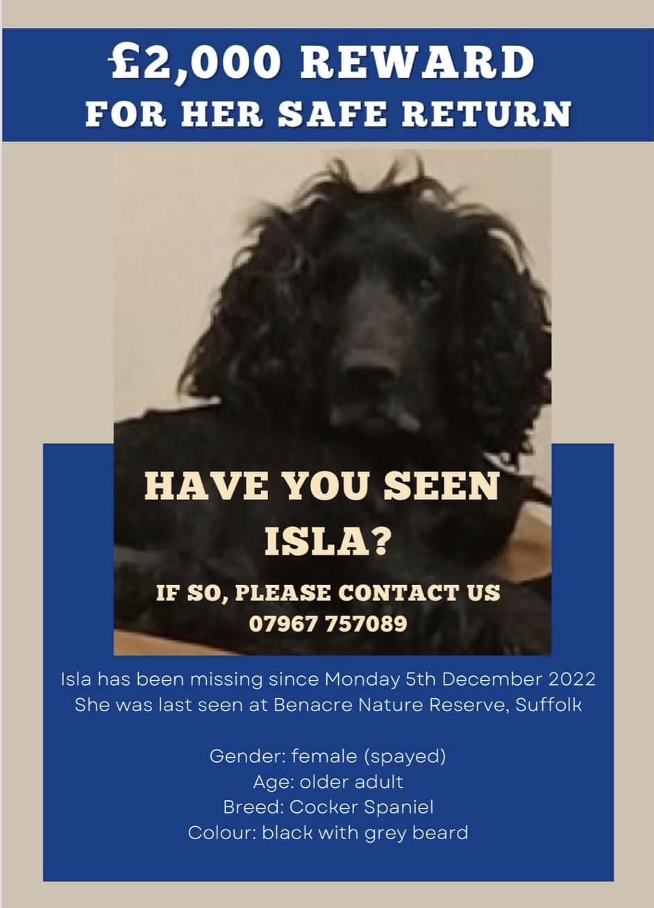 Lost dog spotted in Reydon