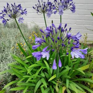 AGAPANTHUS