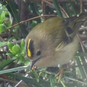 Goldcrest