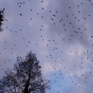 DM Starlings2