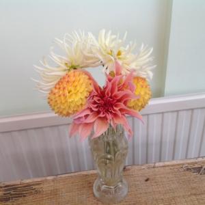 Dahlias