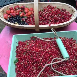 Soft fruit: strawberries, black currants, red currants