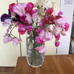 Sweet Peas