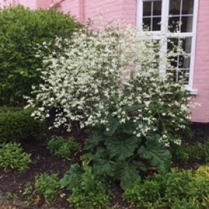 Category Miscellaneous: Crambe Cordifolia