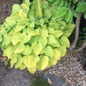  Pot Plant for the category 39 or 40: Hosta