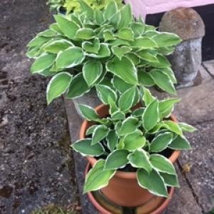  Pot Plant for the category 39 or 40: Hosta