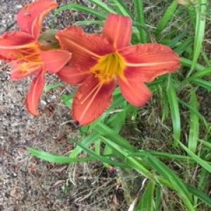 Category Miscellaneous:Day Lilies - Hemerocallis