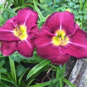 Category Miscellaneous:Day Lilies - Hemerocallis