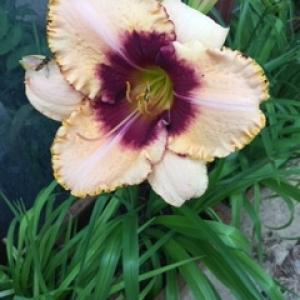 Category Miscellaneous:Day Lilies - Hemerocallis