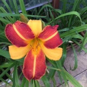 Category Miscellaneous:Day Lilies - Hemerocallis