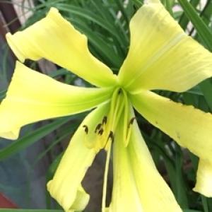 Category Miscellaneous:Day Lilies - Hemerocallis