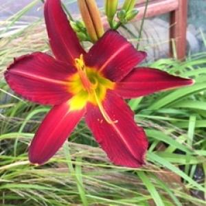 Category Miscellaneous:Day Lilies - Hemerocallis