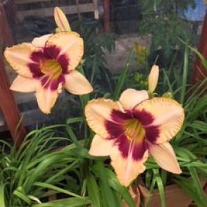 Category Miscellaneous:Day Lilies - Hemerocallis