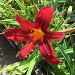 Category Miscellaneous:Day Lilies - Hemerocallis