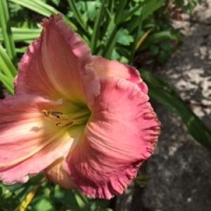 Category Miscellaneous:Day Lilies - Hemerocallis