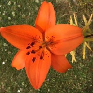 Category Miscellaneous:Day Lilies - Hemerocallis