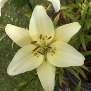 Category Miscellaneous:Day Lilies - Hemerocallis