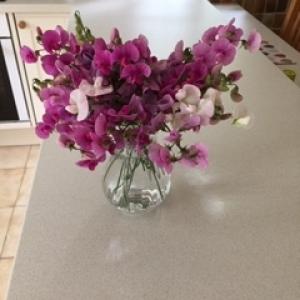 Category 33: Sweet Peas