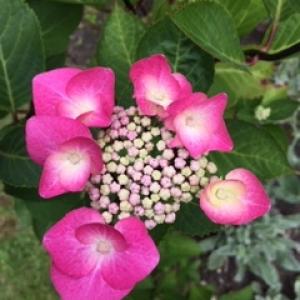 Category 37: Hydrangeas