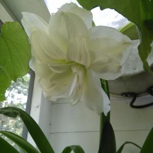 Amaryllis