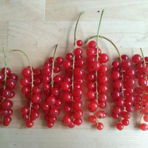 Red currants