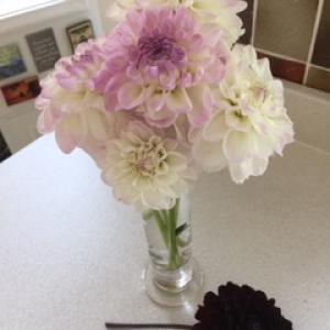 Dahlias