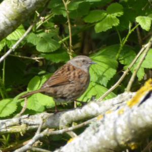 Dunnock