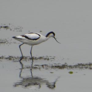 Avocet