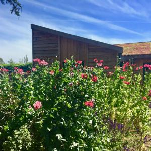 Poppies