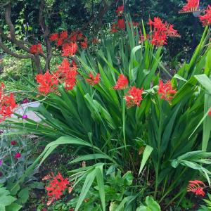 Crocosmia