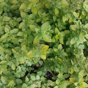 MARJORAM