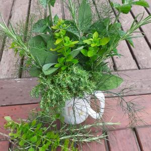 MIXED HERBS SAGE MARJORAMFENNEL ROSEMARY THYME MINT 