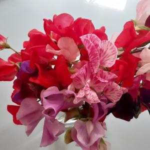 MORE SWEET PEAS 