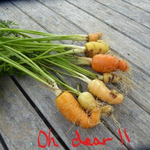 Category: !! Mixed carrots