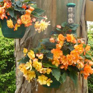 Category: Miscellaneous. Apricot cascading begonia