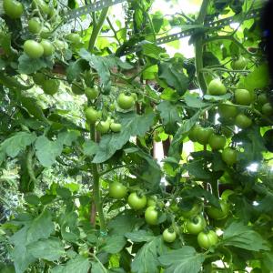 Category: Green tomatoes. Moneymaker 