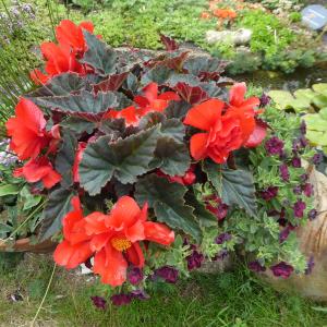 Category: Miscellaneous. Dark red tuberous begonia. 