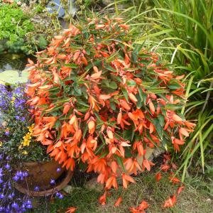 Category: Miscellaneous. Begonia Boliviensii. 