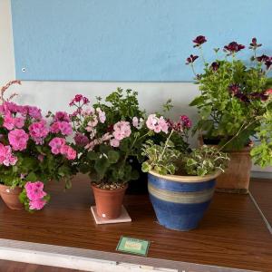Pelargonium and Geranium