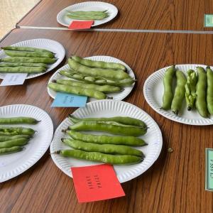 Broad Beans