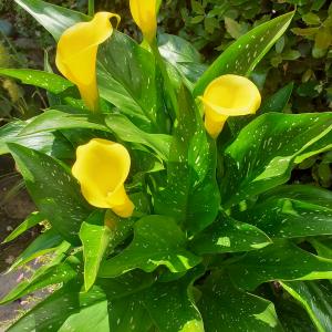 calla lillies