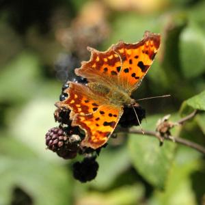 comma