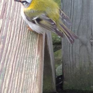 Female Firecrest