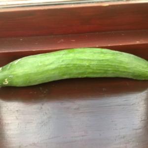 Cucumber - what a whopper!