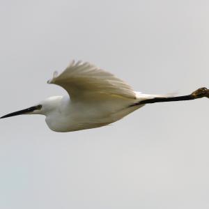 little egret