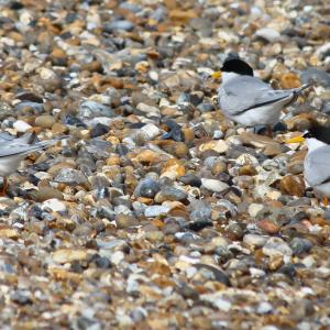 little terns