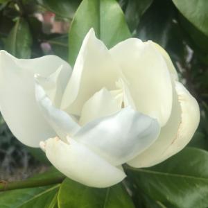 Magnolia