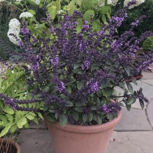 African basil